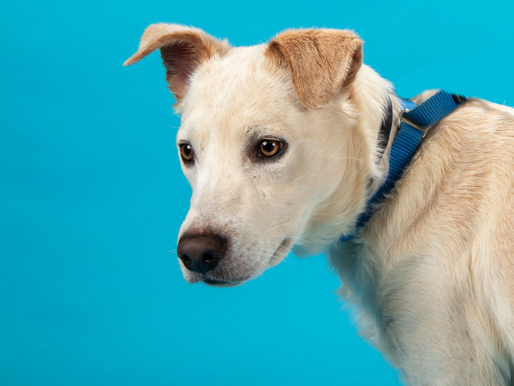 Pet of the week: George
